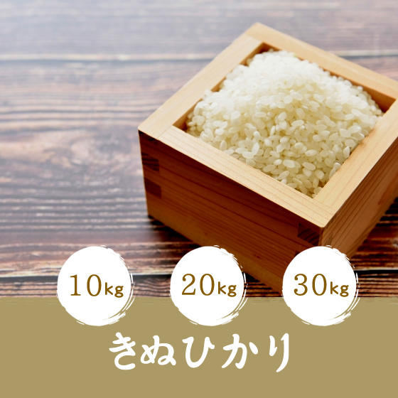 きぬひかり